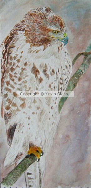Hawk