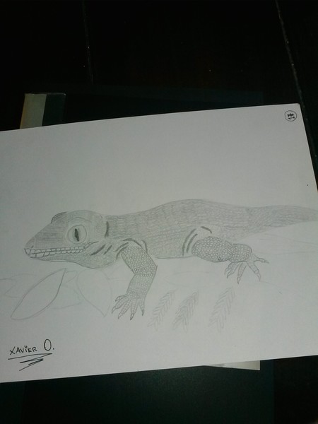 lizard