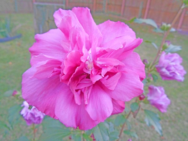 Beautiful Blooming Fuschia Rose