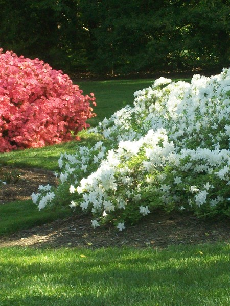 Spring Glory
