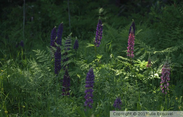 purpleferns