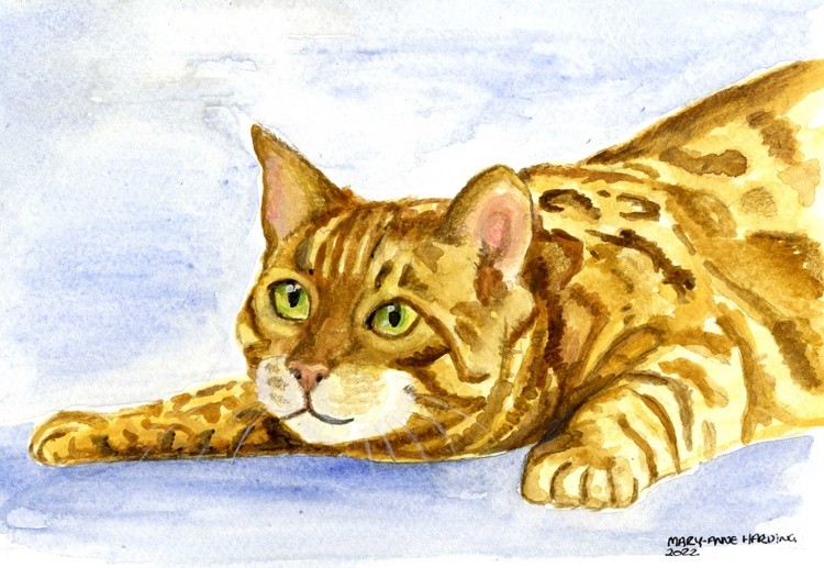 Bengal Cat Playing 
