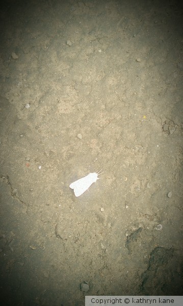 albino