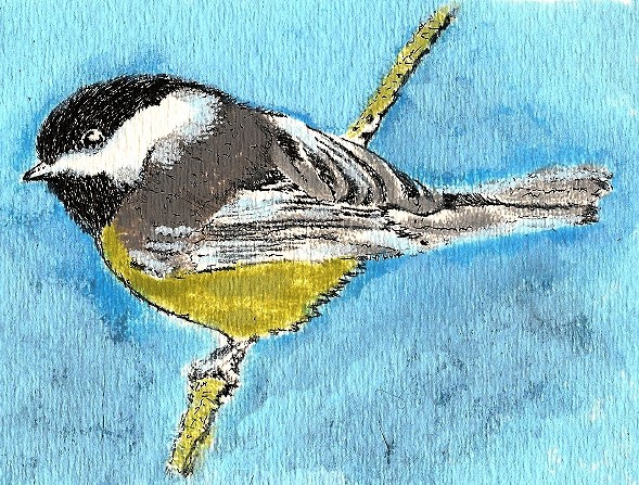 black capped chickadee