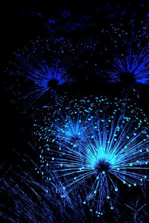 Flowers Sparkling In Moon Glow