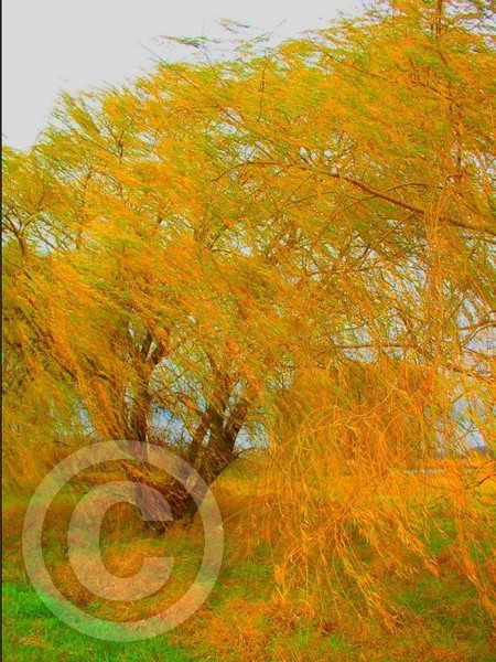 willow- hi saturation
