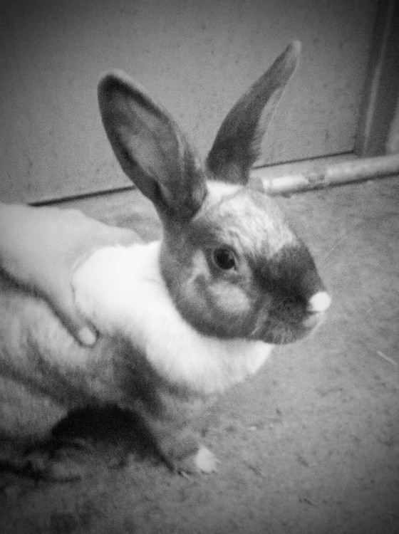 I MISS MY BABY CLIO 