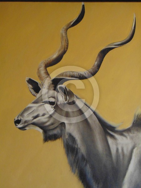 Greater Kudu