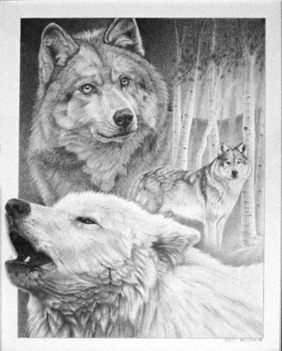 Wolf Montage