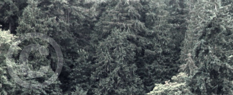 trees trees trees