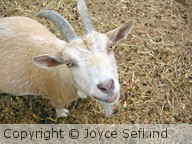 Smiling Goat