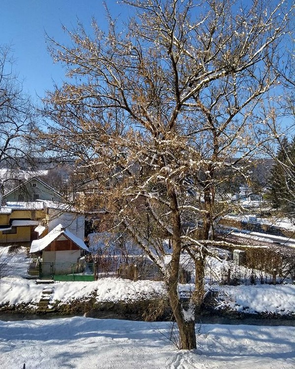 Slovakia tree winter snow wood season cold landscape nature branch frost frozen outdoors park house