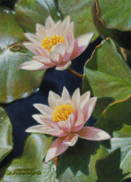 Lily Pair
