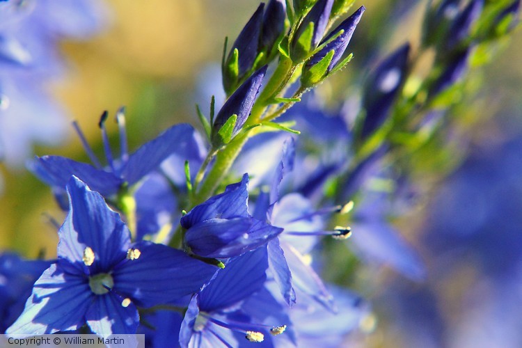 Blue Flowers in the Sun