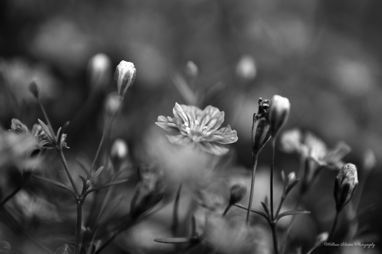 Delicate Flowers in the Garden