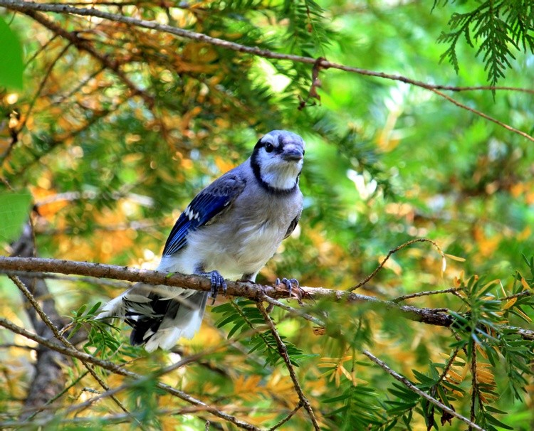 blue jay 02