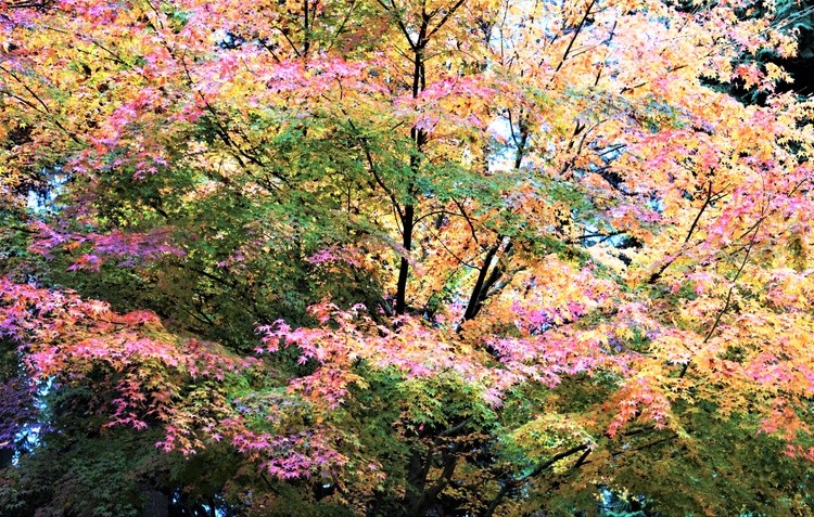 Autumn in Stanley Park