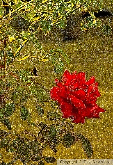 A Rose Exemplified