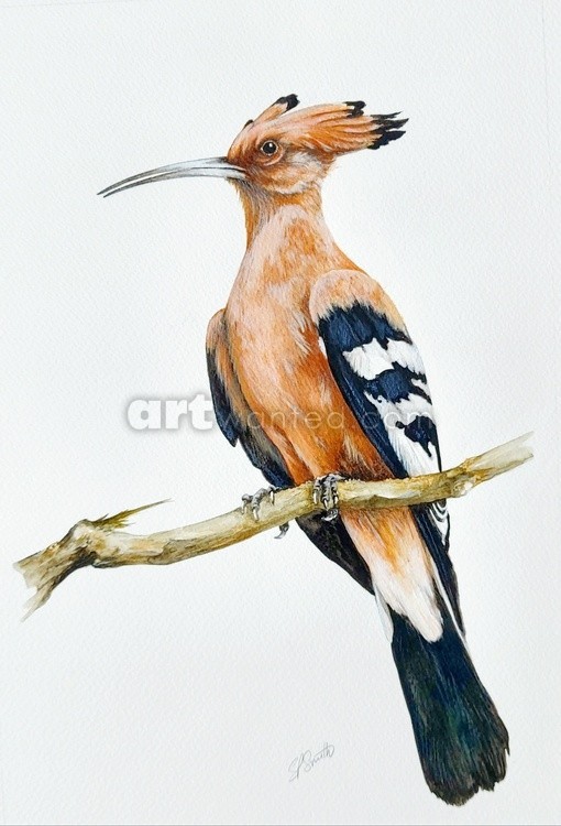 The Hoopoe