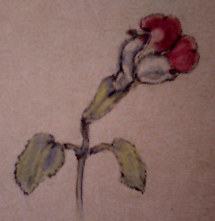 Tiny Snapdragon Watercolor