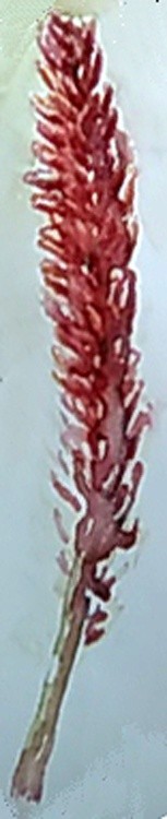 Safari Rose Aloe Watercolor