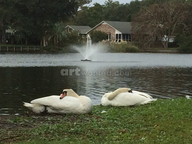 Swans Napping