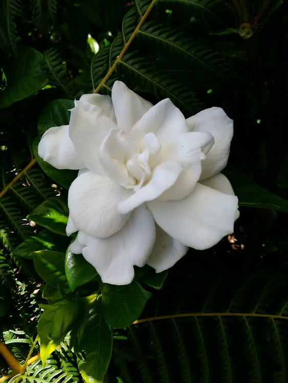 Early morning gardenia