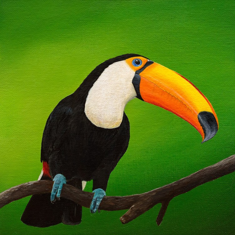 Toucan