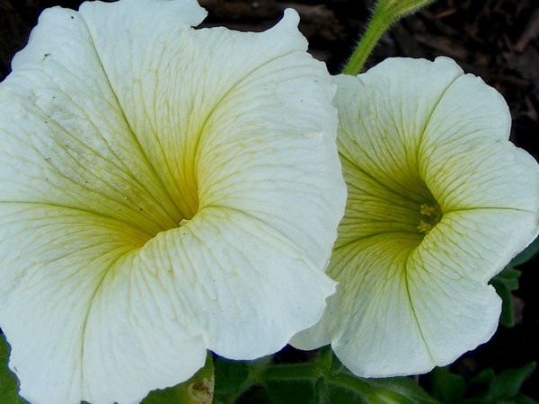 White & Yellow Lovely 2