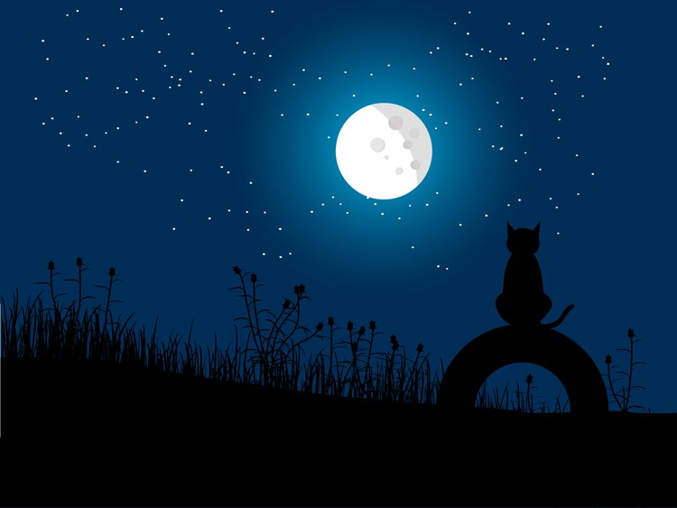 cat at night