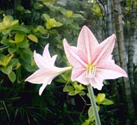 in bloom