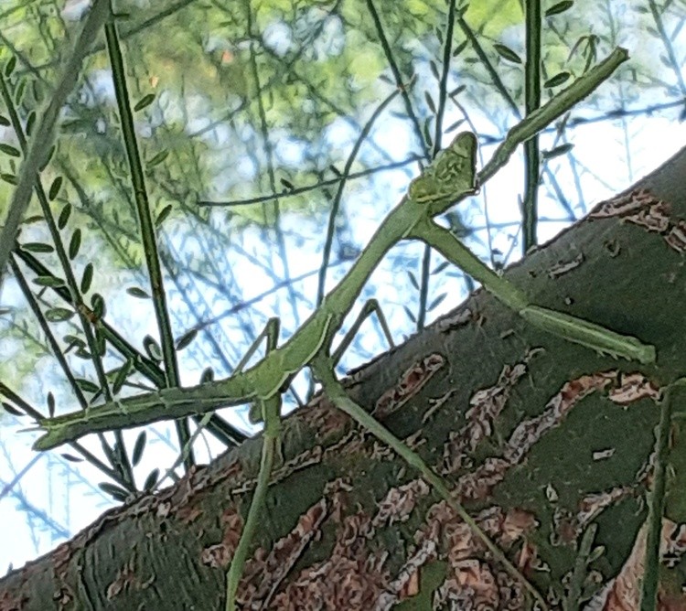 20230822 mantis