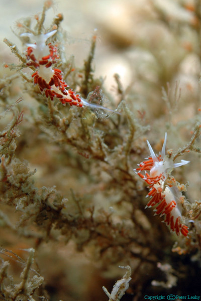 Unidentified Nudibranch