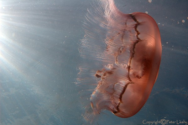 Moonjellyfish  VIII