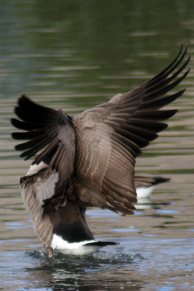 Wings