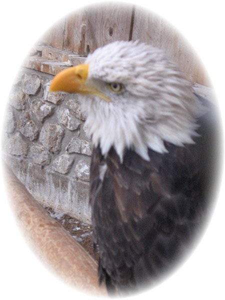 Animal world