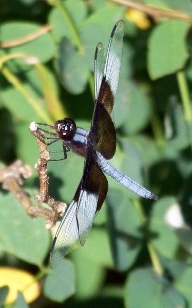dragon fly 2