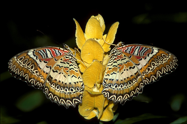Malay Lacewing Duo