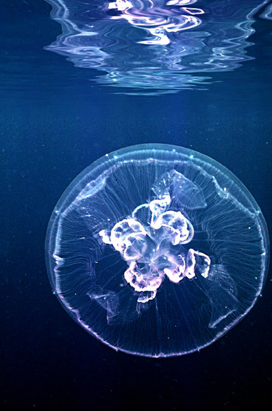 SHALLOW JELLY