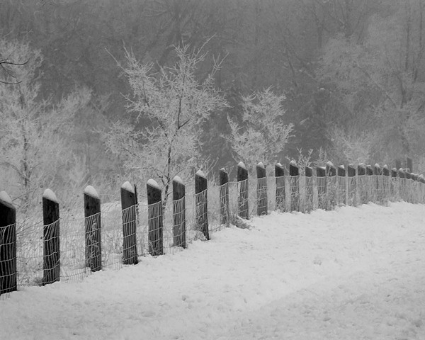 Fenced In Beauty