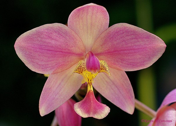 Fuschia & Cream Orchid