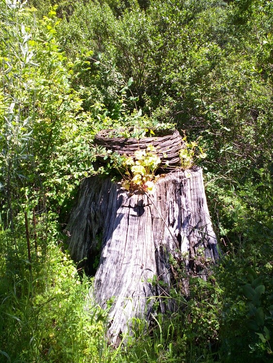 DSCF0099