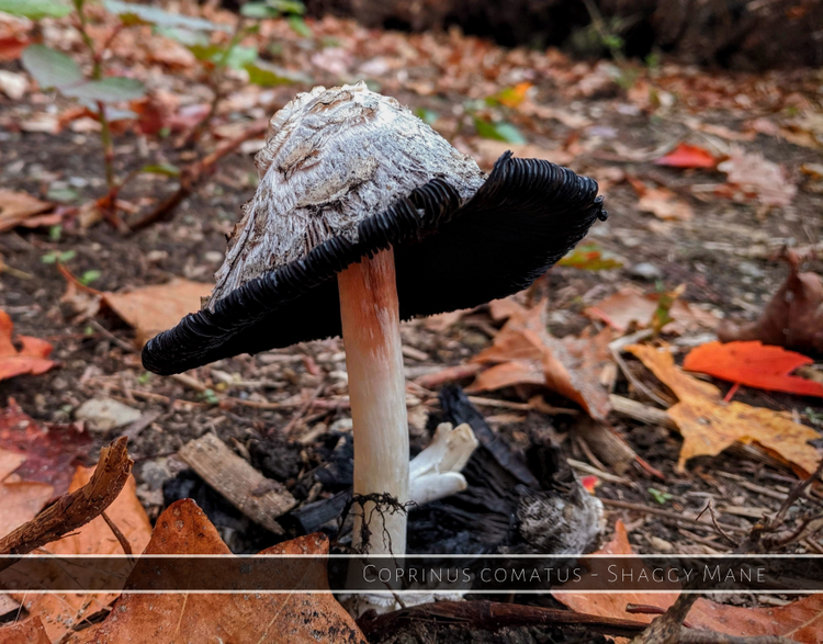 Shaggy Mane - Coprinus comatus