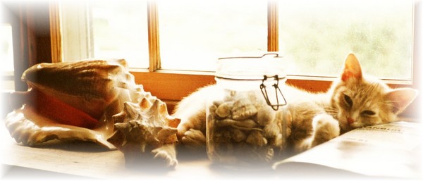 Cat and Shells