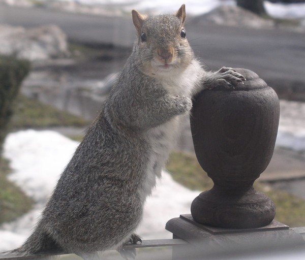 squirrel