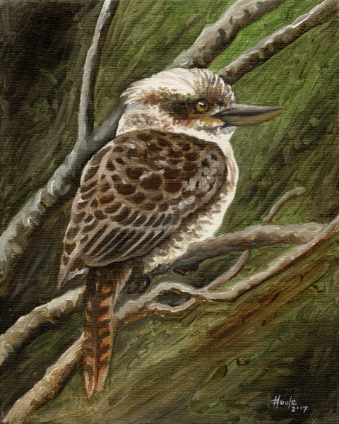 Kookaburra