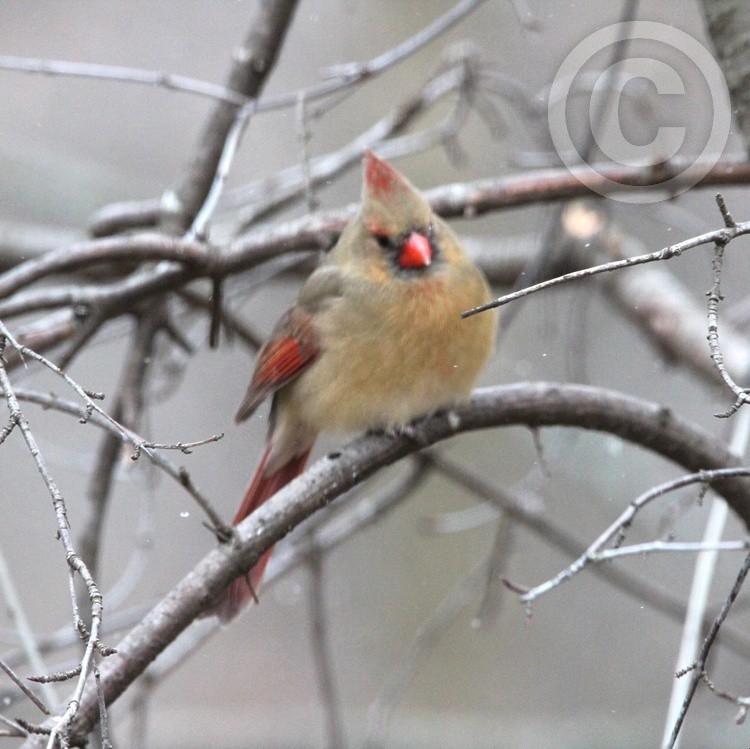 Female Cardinal