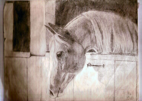 Arabian