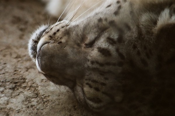 Sleeping Snow Leopard