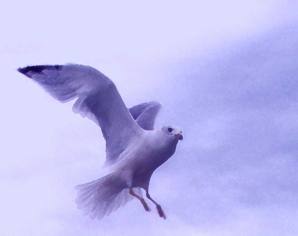 september seagull